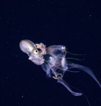 Dumbo Octopus Survives 4,000 Meters Down Where Pressure Would Crush Steel