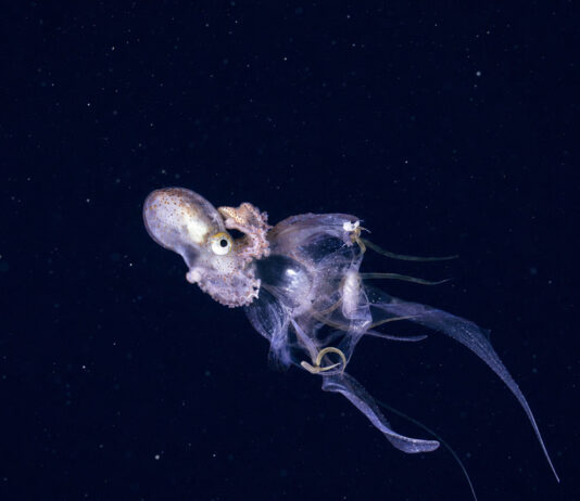 Dumbo Octopus Survives 4,000 Meters Down Where Pressure Would Crush Steel