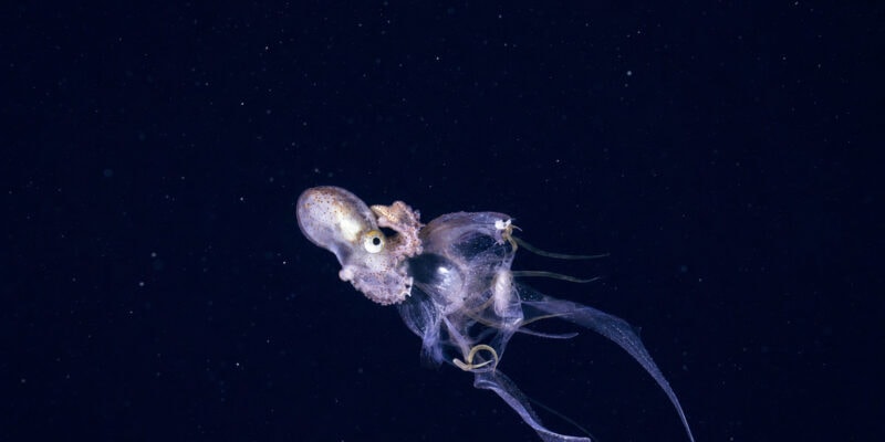 Dumbo Octopus Survives 4,000 Meters Down Where Pressure Would Crush Steel