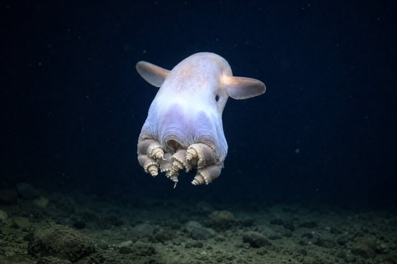 Dumbo Octopus Survives 4,000 Meters Down Where Pressure Would Crush Steel