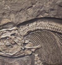 Ichthyosaur Fossil Caught Mid-Meal Eating a Pterosaur — Then Kronosaurus Struck