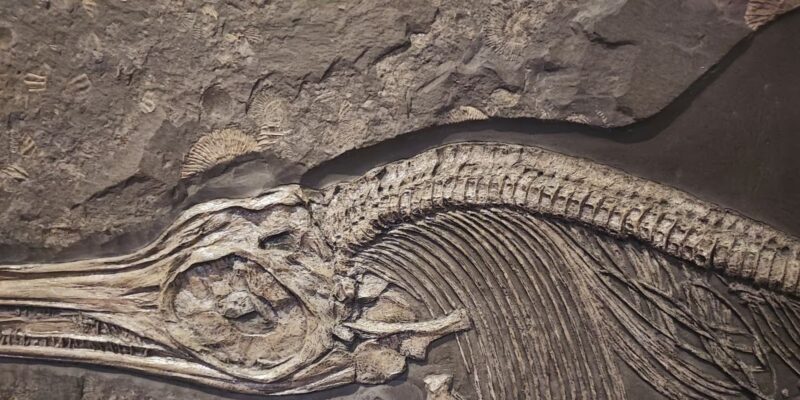 Ichthyosaur Fossil Caught Mid-Meal Eating a Pterosaur — Then Kronosaurus Struck