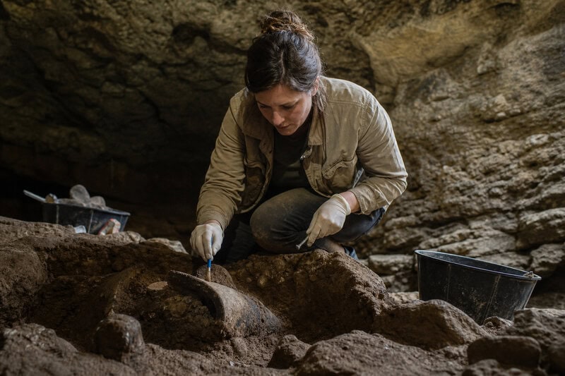 Ancient Bison DNA From 115 Genomes Exposes How Cattle Genes Invaded Modern Herds