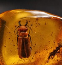 100-Million-Year-Old Beetle Fossil Proves Firefly Glow Evolved Far Earlier