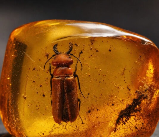 100-Million-Year-Old Beetle Fossil Proves Firefly Glow Evolved Far Earlier
