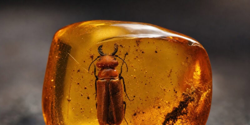 100-Million-Year-Old Beetle Fossil Proves Firefly Glow Evolved Far Earlier