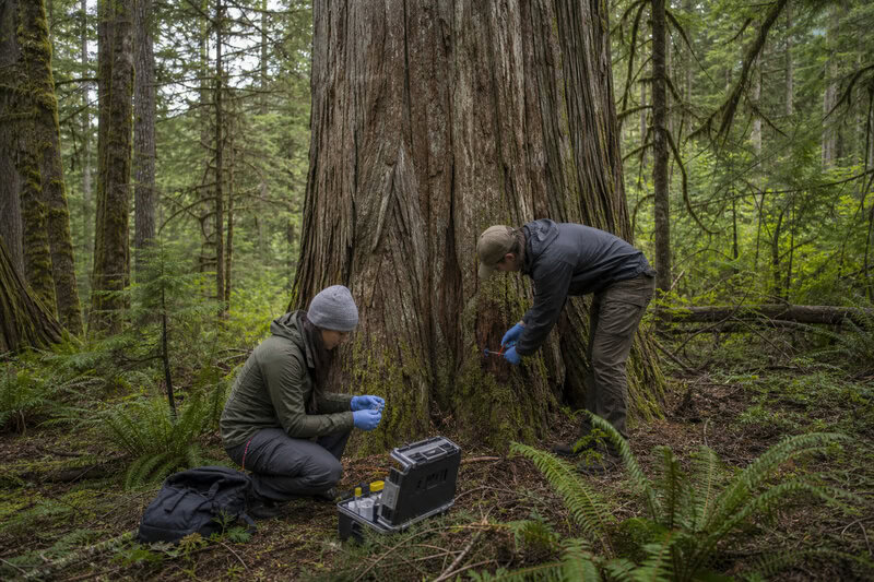 Ancient Tree Genetics: Why Population History Outweighs Age