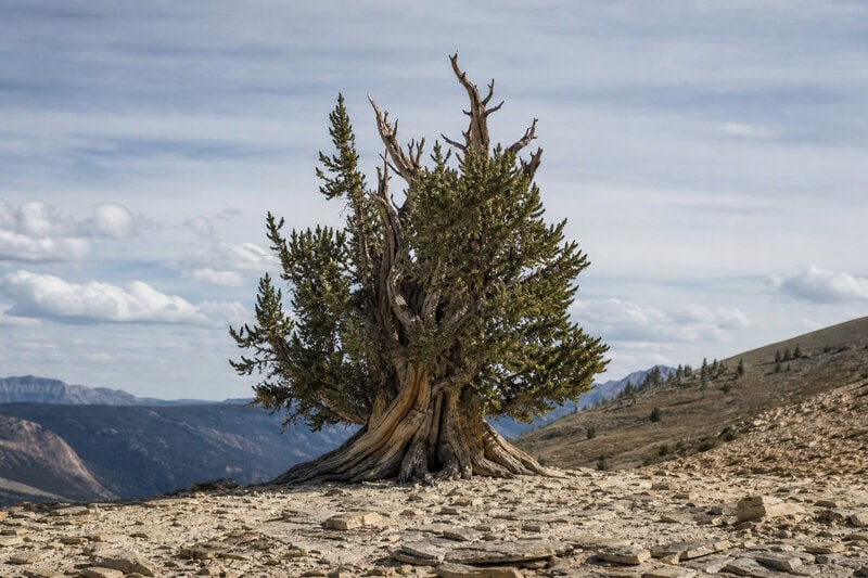 Ancient Tree Genetics: Why Population History Outweighs Age