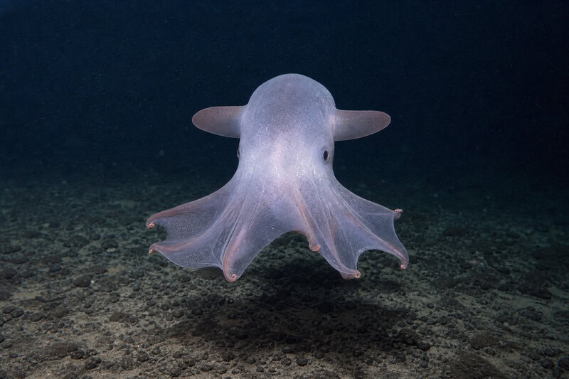 Dumbo Octopus Survives 4,000 Meters Down Where Pressure Would Crush Steel