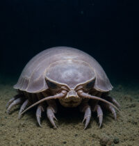 Deep-Sea Creatures That Survive Without Sunlight, Oxygen, or Food