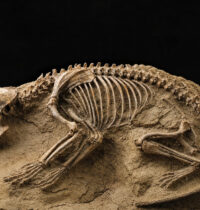 Gobi Desert Fossil Reshuffles the Mammal Family Tree After 40 Years