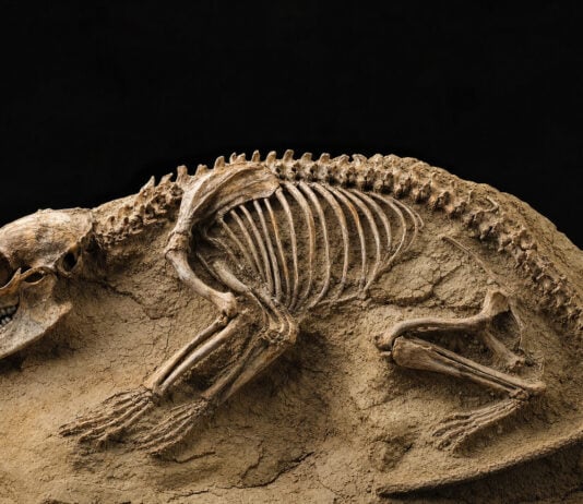 Gobi Desert Fossil Reshuffles the Mammal Family Tree After 40 Years