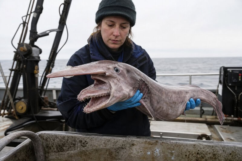 Goblin Shark’s Jaw Launches Out of Its Skull to Snag Invisible Prey