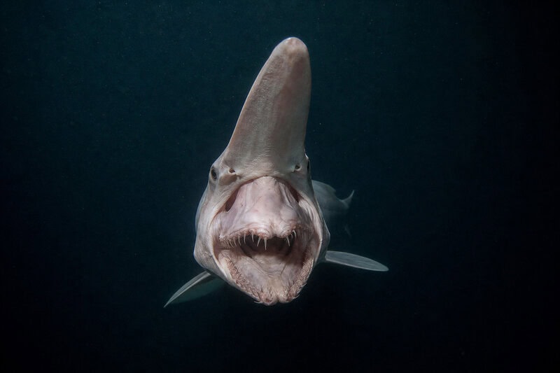 Goblin Shark’s Jaw Launches Out of Its Skull to Snag Invisible Prey