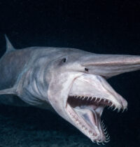 Goblin Shark’s Jaw Launches Out of Its Skull to Snag Invisible Prey