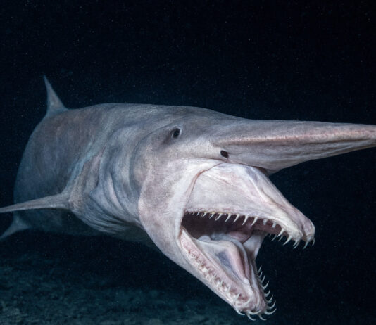 Goblin Shark’s Jaw Launches Out of Its Skull to Snag Invisible Prey