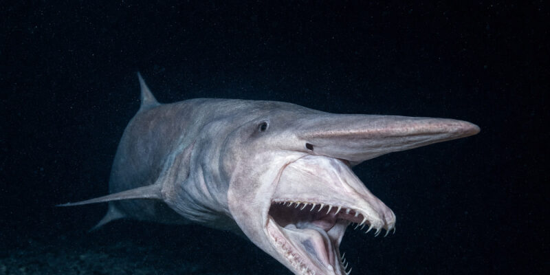 Goblin Shark’s Jaw Launches Out of Its Skull to Snag Invisible Prey