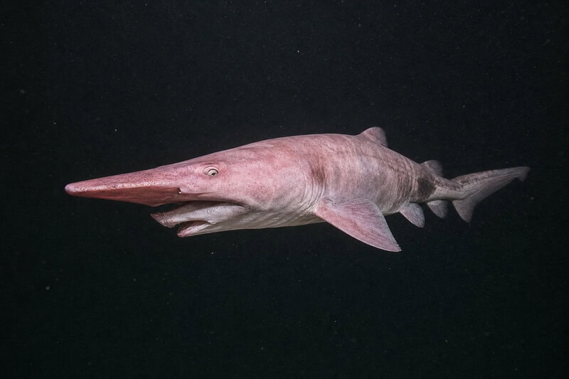 Goblin Shark’s Jaw Launches Out of Its Skull to Snag Invisible Prey