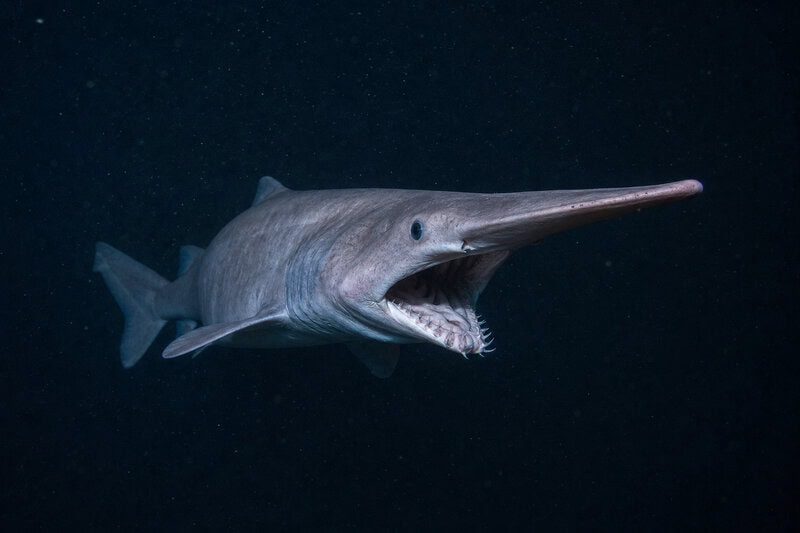 Goblin Shark’s Jaw Launches Out of Its Skull to Snag Invisible Prey