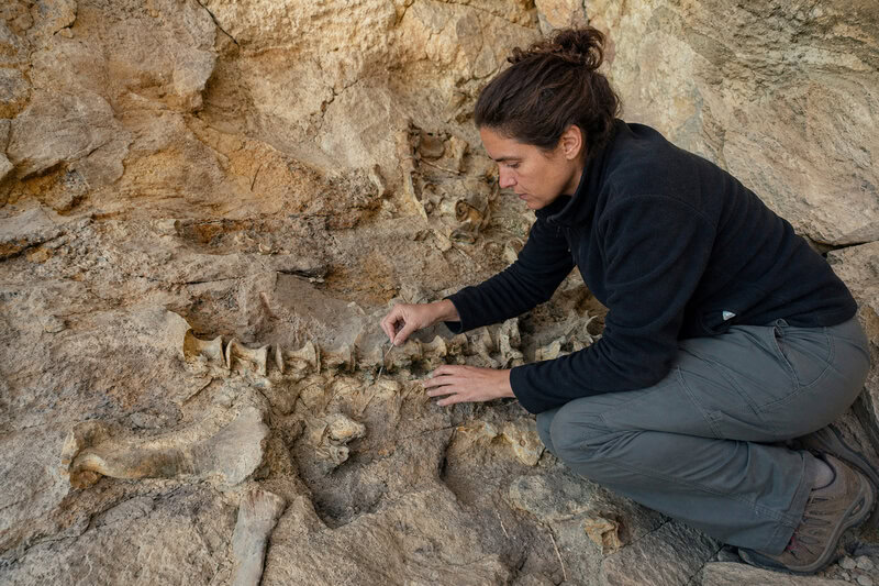 Homo antecessor Cannibalized Adults and Children in Spain 850,000 Years Ago