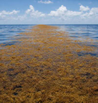 Satellites Map a 5,000-Mile Sargassum Belt Hidden Across the Atlantic