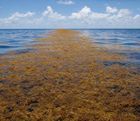 Satellites Map a 5,000-Mile Sargassum Belt Hidden Across the Atlantic