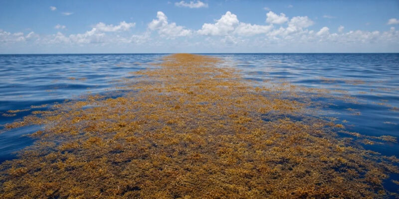 Satellites Map a 5,000-Mile Sargassum Belt Hidden Across the Atlantic