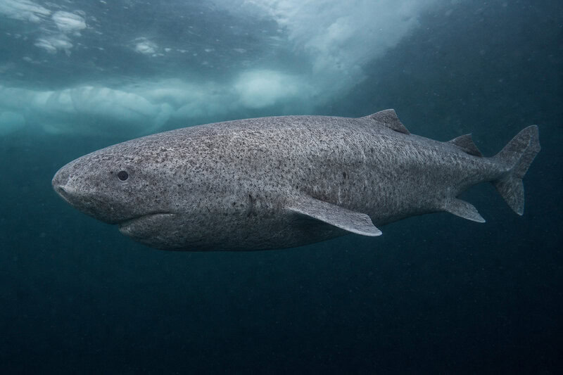 Michigan Lake Sturgeon May Live 400 Years — Oldest Vertebrate in North America