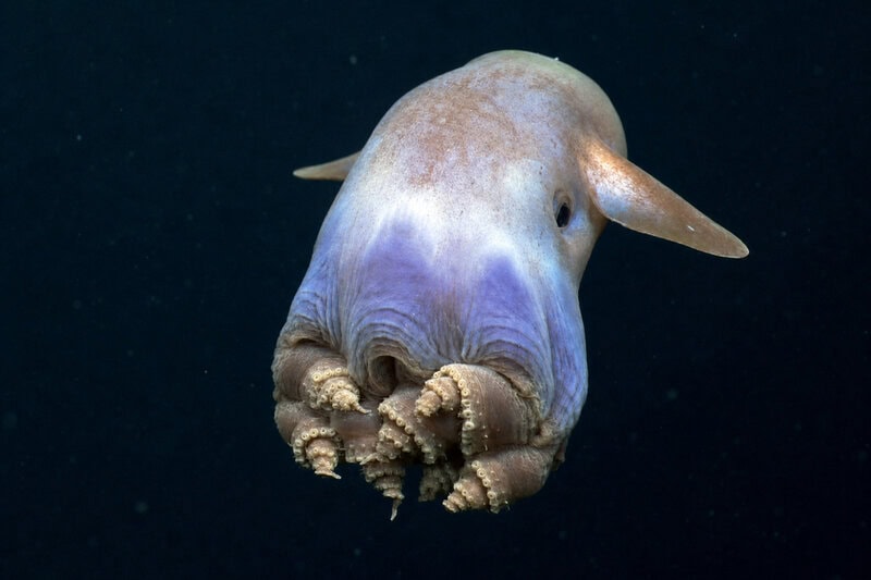 Dumbo Octopus Survives 4,000 Meters Down Where Pressure Would Crush Steel
