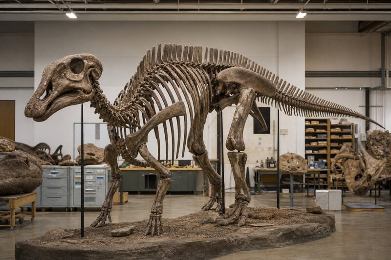 New Pennsylvania Dinosaur Species Found Mislabeled in Museum for Decades