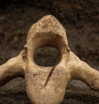 Homo antecessor Cannibalized Adults and Children in Spain 850,000 Years Ago
