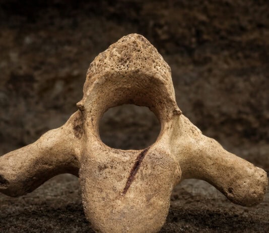 Homo antecessor Cannibalized Adults and Children in Spain 850,000 Years Ago