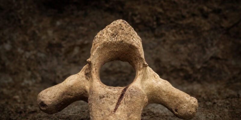 Homo antecessor Cannibalized Adults and Children in Spain 850,000 Years Ago