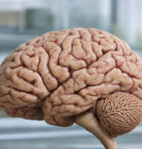 Cerebrum Is 85% of Brain Weight but Cerebellum Has 69 Billion Neurons