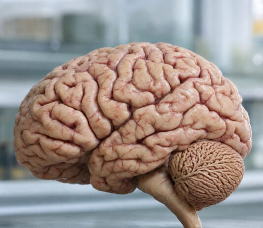 Cerebrum Is 85% of Brain Weight but Cerebellum Has 69 Billion Neurons