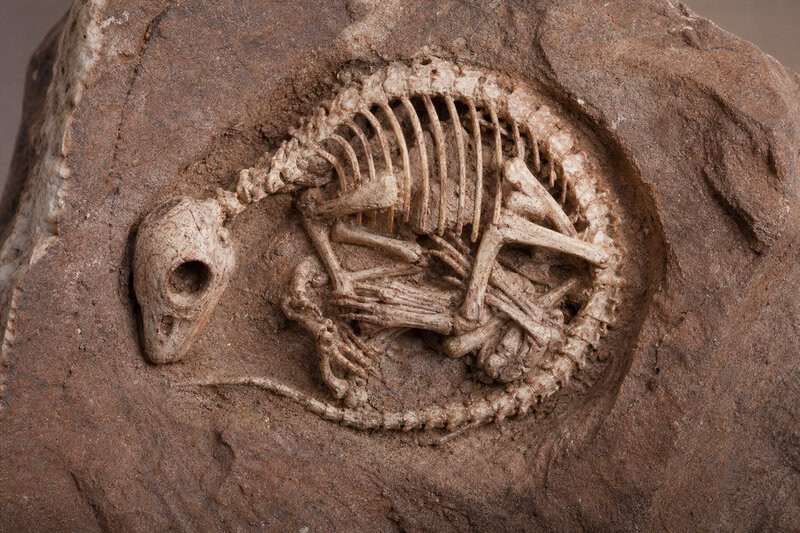 236-Million-Year-Old Fossil Pushes Live Birth Back 90 Million Years
