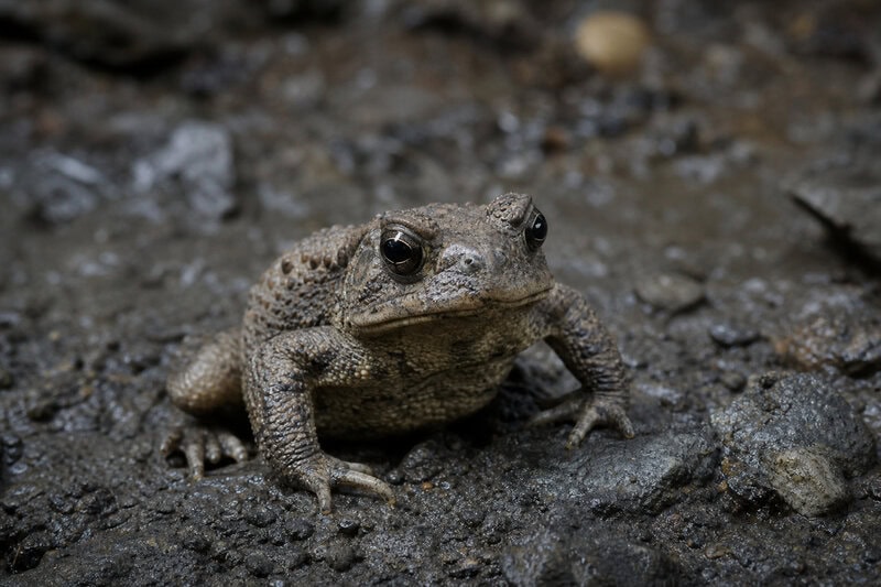La Brea Tar Pits Reveals a New Ice Age Toad Species Hidden for 50,000 Years