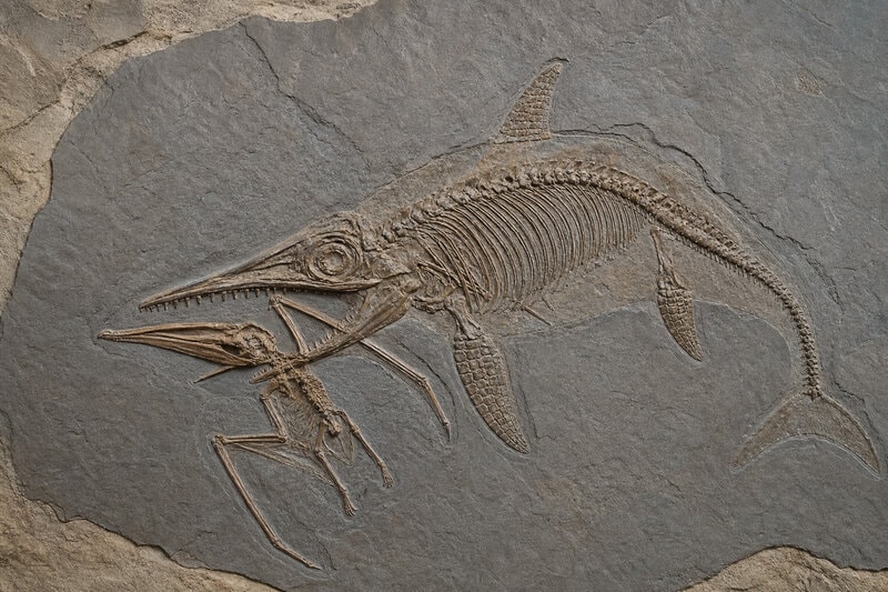 Ichthyosaur Fossil Caught Mid-Meal Eating a Pterosaur — Then Kronosaurus Struck