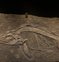 Pterosaur Inside an Ichthyosaur Inside a Pliosaur: One Fossil, Three Kills