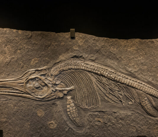 Pterosaur Inside an Ichthyosaur Inside a Pliosaur: One Fossil, Three Kills