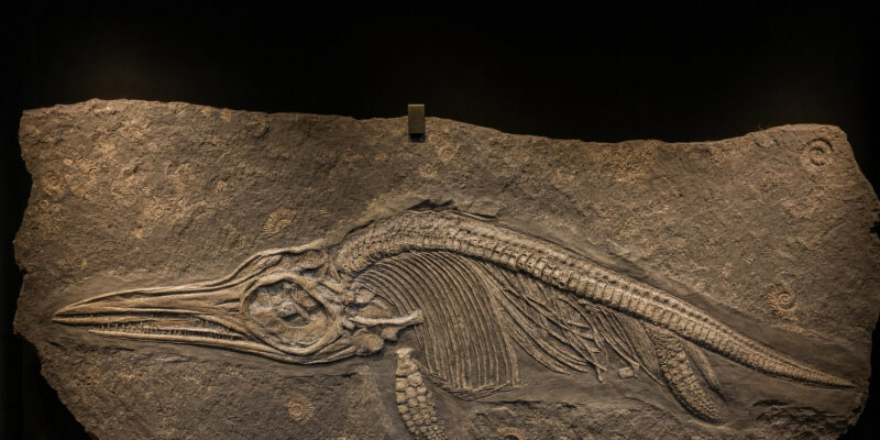 Pterosaur Inside an Ichthyosaur Inside a Pliosaur: One Fossil, Three Kills