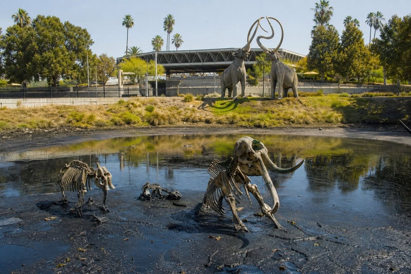 La Brea Tar Pits Reveals a New Ice Age Toad Species Hidden for 50,000 Years