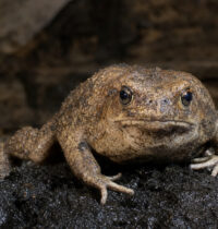 La Brea Tar Pits Reveals a New Ice Age Toad Species Hidden for 50,000 Years