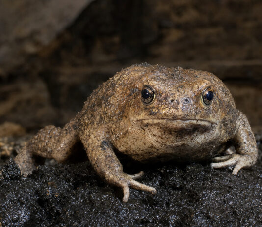 La Brea Tar Pits Reveals a New Ice Age Toad Species Hidden for 50,000 Years
