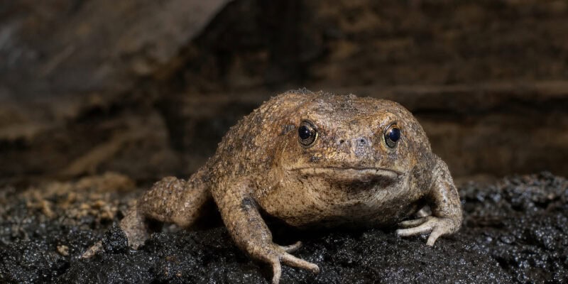 La Brea Tar Pits Reveals a New Ice Age Toad Species Hidden for 50,000 Years