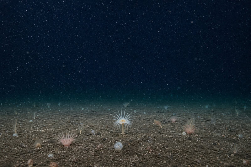 Pacific Seafloor So Densely Packed With Animals You Can’t See the Rock