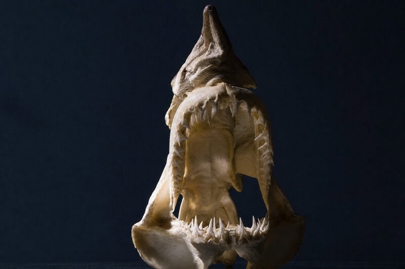 Goblin Shark’s Jaw Launches Out of Its Skull to Snag Invisible Prey