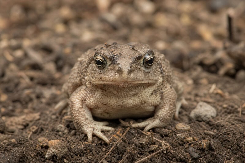 La Brea Tar Pits Reveals a New Ice Age Toad Species Hidden for 50,000 Years