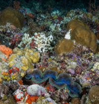 Pacific Seafloor So Densely Packed With Animals You Can’t See the Rock