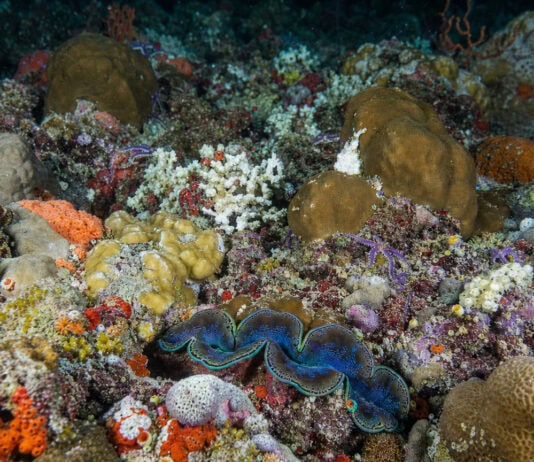 Pacific Seafloor So Densely Packed With Animals You Can’t See the Rock